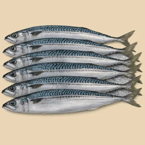 Cavalinha